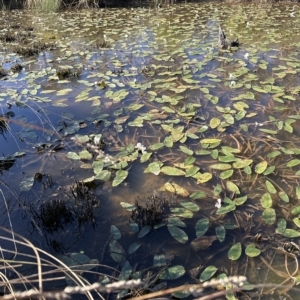 Ottelia ovalifolia at Molonglo Valley, ACT - 17 Mar 2023