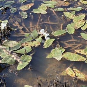 Ottelia ovalifolia at Yarralumla, ACT - 17 Mar 2023