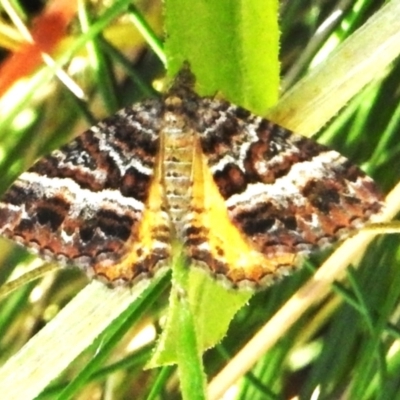 Chrysolarentia vicissata (Vicissata Carpet) at Namadgi National Park - 16 Mar 2023 by JohnBundock