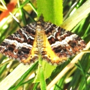 Chrysolarentia vicissata at Cotter River, ACT - 16 Mar 2023