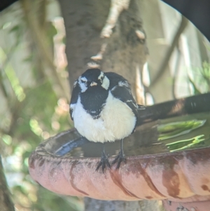 Grallina cyanoleuca at North Albury, NSW - 13 Mar 2023