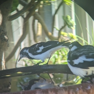 Grallina cyanoleuca at North Albury, NSW - 13 Mar 2023