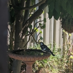 Grallina cyanoleuca at North Albury, NSW - suppressed