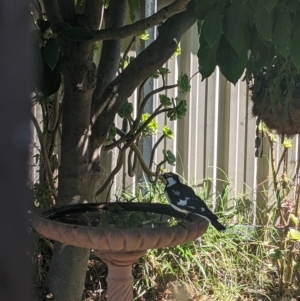 Grallina cyanoleuca at North Albury, NSW - 13 Mar 2023