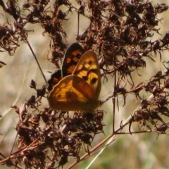 Heteronympha penelope (Shouldered Brown) at The Pinnacle - 11 Mar 2023 by Christine