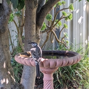Anthochaera carunculata (Red Wattlebird) at suppressed by Darcy