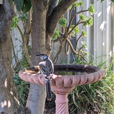 Anthochaera carunculata (Red Wattlebird) at North Albury, NSW - 14 Mar 2023 by Darcy