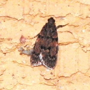 Mimaglossa nauplialis and habitalis at Wanniassa, ACT - 10 Mar 2023