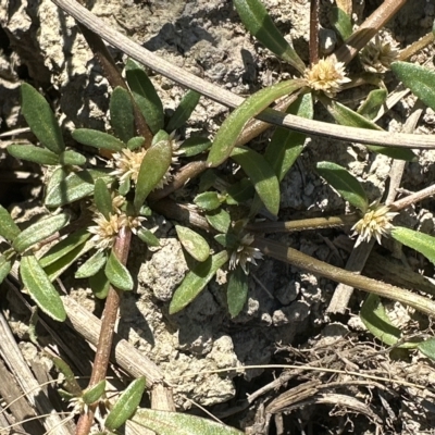 Alternanthera denticulata (Lesser Joyweed) at Aranda, ACT - 17 Mar 2023 by lbradley
