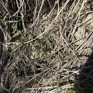 Alternanthera denticulata at Aranda, ACT - 17 Mar 2023 05:15 PM