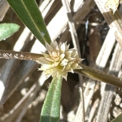 Alternanthera denticulata at Aranda, ACT - 17 Mar 2023 05:15 PM