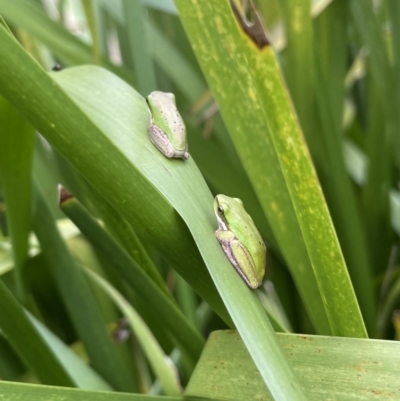 Litoria fallax (Eastern Dwarf Tree Frog) at Mogo, NSW - 17 Mar 2023 by PeterA