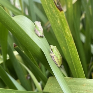 Litoria fallax at Mogo, NSW - 17 Mar 2023