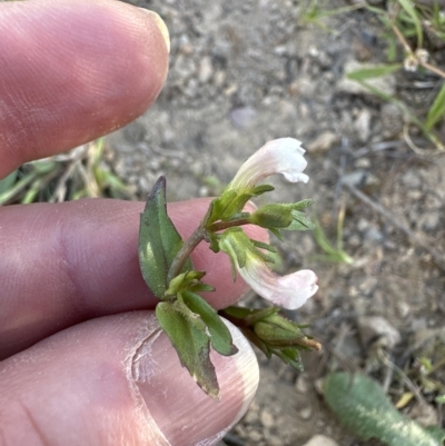 Gratiola pumilo (A Brooklime) at Aranda, ACT - 17 Mar 2023 by lbradley