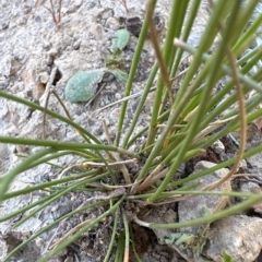 Eleocharis acuta (Common Spike-rush) at Aranda, ACT - 17 Mar 2023 by lbradley