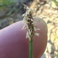 Eleocharis acuta at Molonglo Valley, ACT - 17 Mar 2023