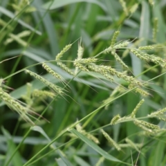 Echinochloa crus-galli (Barnyard Grass) at Wonga Wetlands - 25 Feb 2023 by KylieWaldon