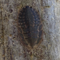 Laxta granicollis (Common bark or trilobite cockroach) at Molonglo Valley, ACT - 17 Mar 2023 by Steve_Bok