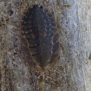 Laxta granicollis at Molonglo Valley, ACT - 17 Mar 2023