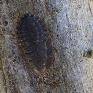 Laxta granicollis at Molonglo Valley, ACT - 17 Mar 2023