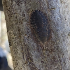 Laxta granicollis at Molonglo Valley, ACT - 17 Mar 2023