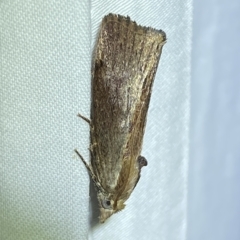 Galleria mellonella (Greater Wax Moth) at Jerrabomberra, NSW - 16 Mar 2023 by SteveBorkowskis
