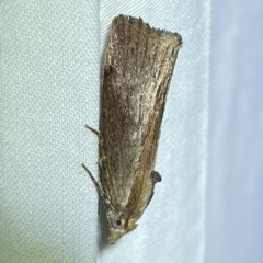 Galleria mellonella (Greater Wax Moth) at Jerrabomberra, NSW - 16 Mar 2023 by Steve_Bok