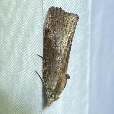 Galleria mellonella (Greater Wax Moth) at Jerrabomberra, NSW - 16 Mar 2023 by SteveBorkowskis