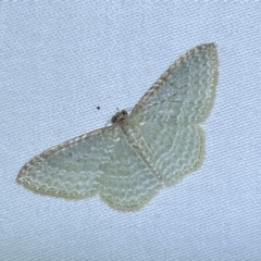 Poecilasthena pulchraria (Australian Cranberry Moth) at QPRC LGA - 16 Mar 2023 by Steve_Bok