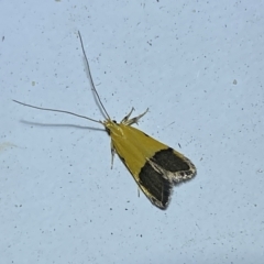 Crocanthes micradelpha (A longhorned moth) at Jerrabomberra, NSW - 16 Mar 2023 by SteveBorkowskis