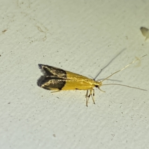 Crocanthes micradelpha at Jerrabomberra, NSW - suppressed