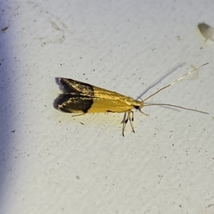 Crocanthes micradelpha at Jerrabomberra, NSW - 16 Mar 2023