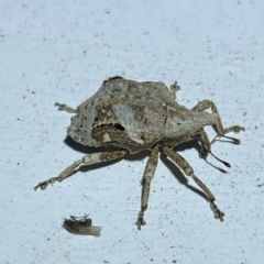 Oemethylus triangularis (Wild Passionfruit Weevil) at Jerrabomberra, NSW - 16 Mar 2023 by Steve_Bok