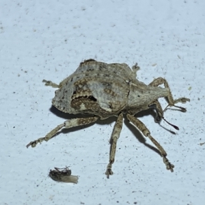 Oemethylus triangularis at Jerrabomberra, NSW - 16 Mar 2023