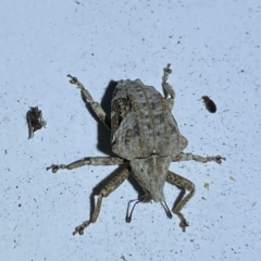 Oemethylus triangularis at Jerrabomberra, NSW - suppressed