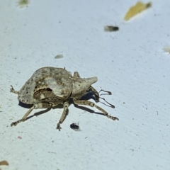 Oemethylus triangularis at Jerrabomberra, NSW - 16 Mar 2023