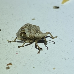 Oemethylus triangularis at Jerrabomberra, NSW - 16 Mar 2023