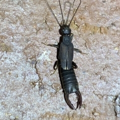 Nala lividipes (Black field earwig) at Jerrabomberra, NSW - 16 Mar 2023 by SteveBorkowskis