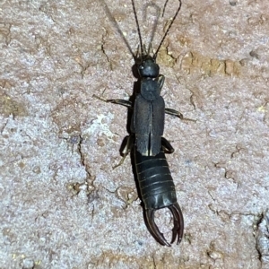 Nala lividipes at Jerrabomberra, NSW - suppressed