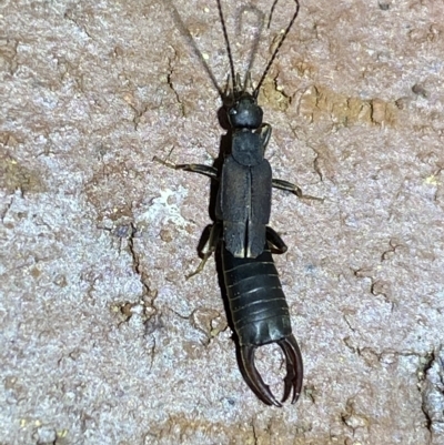 Nala lividipes (Black field earwig) at Jerrabomberra, NSW - 16 Mar 2023 by Steve_Bok