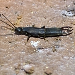 Nala lividipes at Jerrabomberra, NSW - suppressed