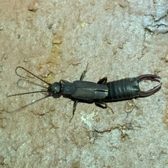 Nala lividipes at Jerrabomberra, NSW - suppressed