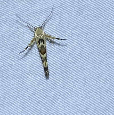 Stathmopoda melanochra (An Oecophorid moth (Eriococcus caterpillar)) at QPRC LGA - 16 Mar 2023 by Steve_Bok