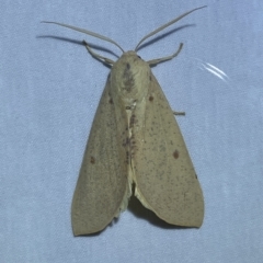 Plesanemma fucata (Lemon Gum Moth) at Jerrabomberra, NSW - 16 Mar 2023 by SteveBorkowskis