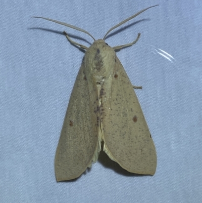Plesanemma fucata (Lemon Gum Moth) at QPRC LGA - 16 Mar 2023 by Steve_Bok