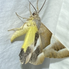 Niceteria macrocosma (Showy Geometrid) at QPRC LGA - 16 Mar 2023 by Steve_Bok