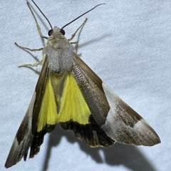 Niceteria macrocosma at Jerrabomberra, NSW - suppressed