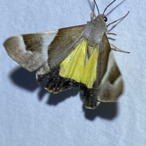 Niceteria macrocosma at Jerrabomberra, NSW - 17 Mar 2023