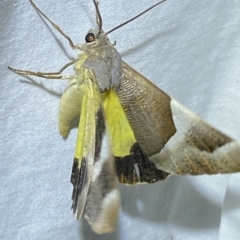 Niceteria macrocosma at Jerrabomberra, NSW - 17 Mar 2023