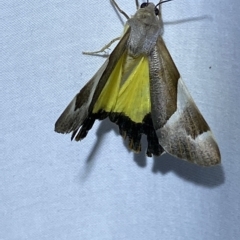 Niceteria macrocosma at Jerrabomberra, NSW - 17 Mar 2023